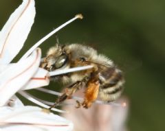 Apidae Anthophorinae